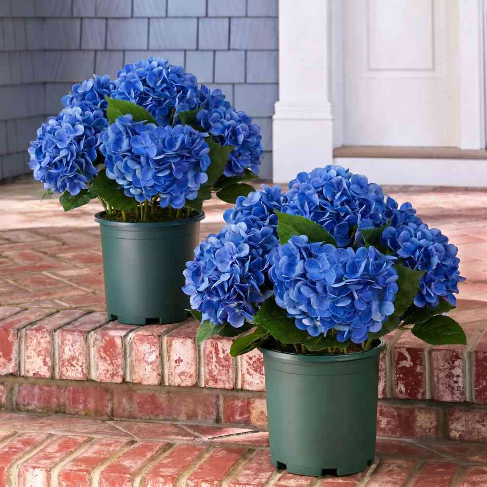💥Last Day 49% OFF💐Artificial Outdoor Hydrangea Flowers - UV resistant, Waterproof, Windproof