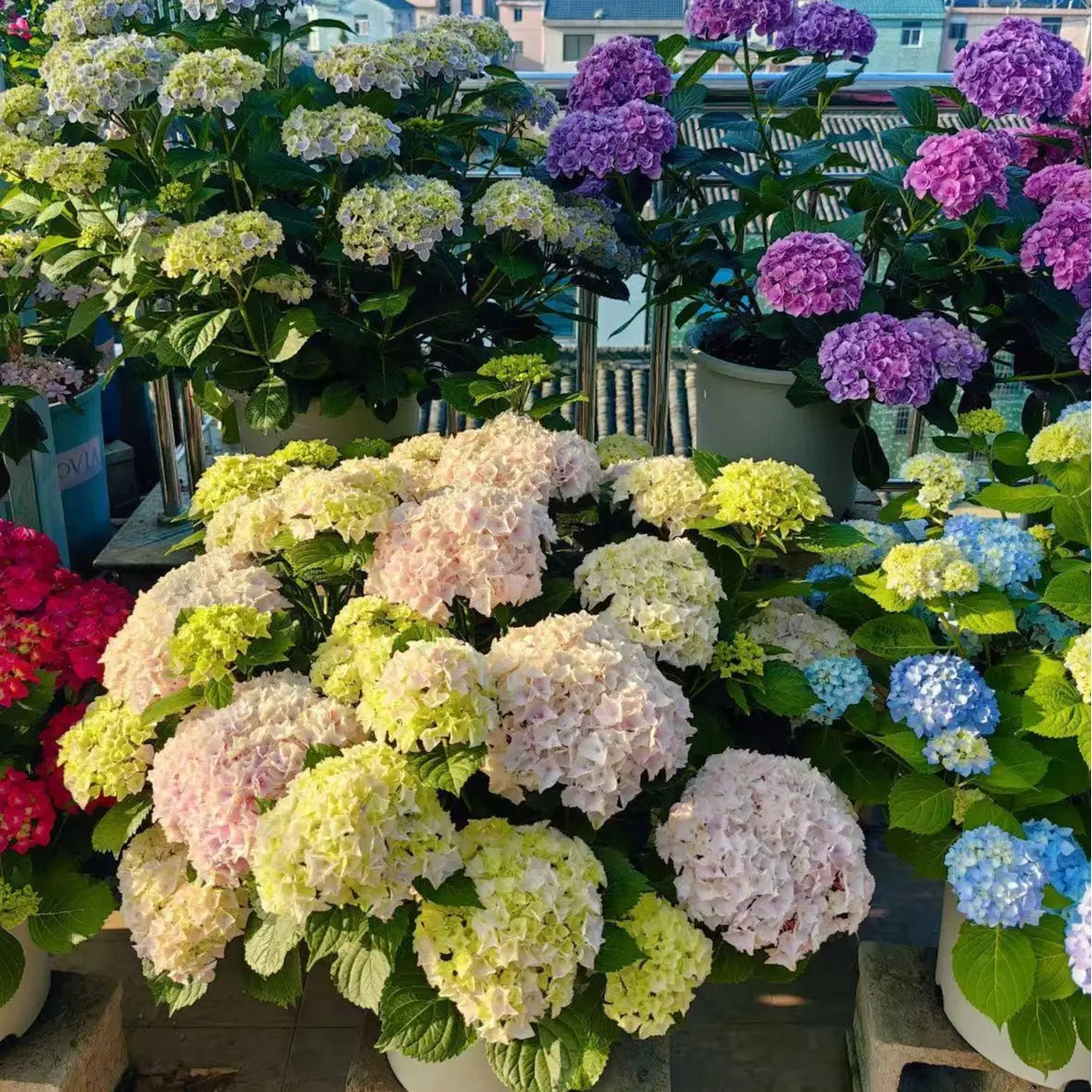Hydrangea Seeds